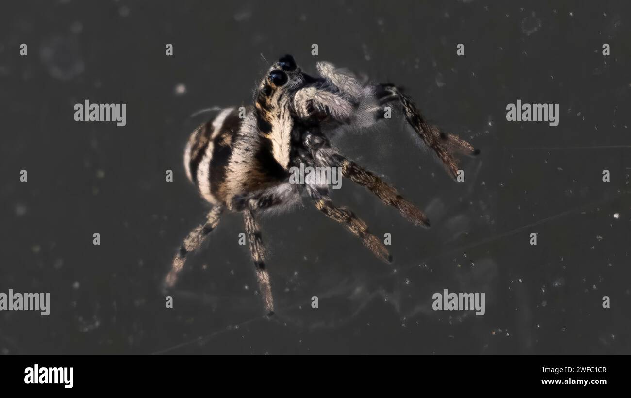 Una foto macro di un piccolo e carino ragno che salta Foto Stock