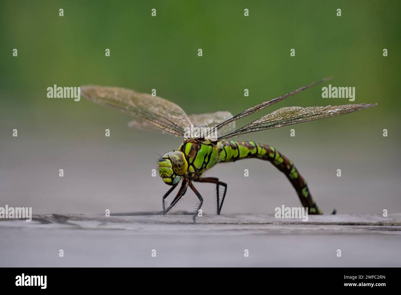 Dragonfly - Dragon Fly - Damselflies di mosaico femminile - Aeshna cyanea - depone uova (calandra, cartolina, cartolina) Foto Stock