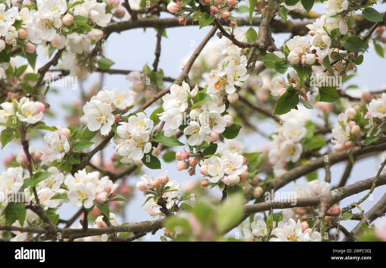 Apple Blossom in primavera, Regno Unito. Foto Stock