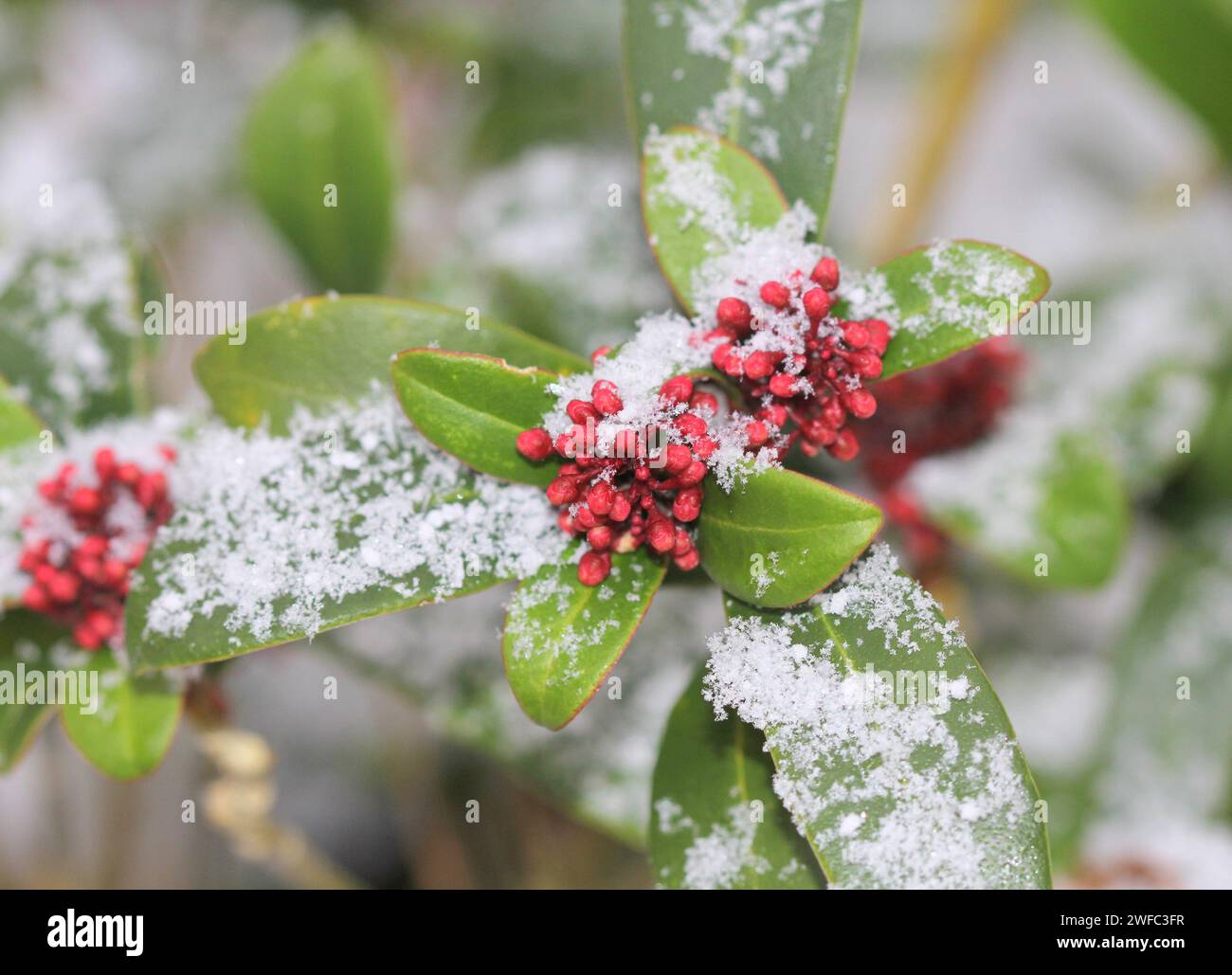 Skimmia gemma nella neve in inverno Foto Stock