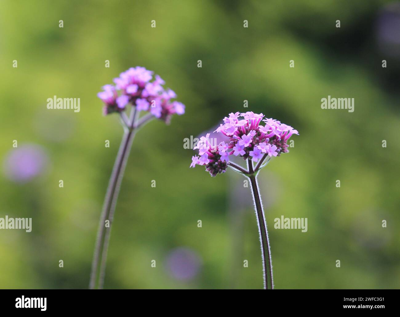 Un primo piano della Verbena bonariensis Foto Stock