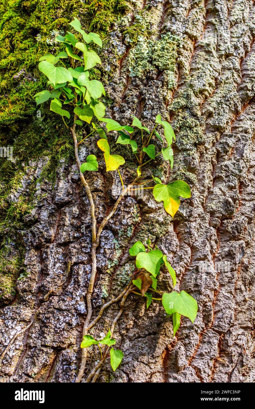 L'edera strisciante (Hedera) inizia a salire il tronco di quercia (Quercus) - Francia centrale. Foto Stock