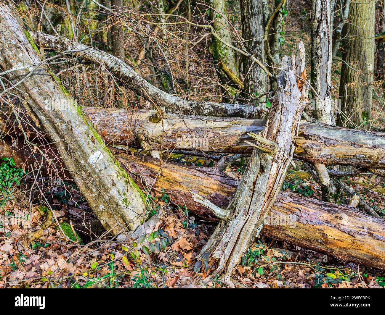 Tronchi d'albero caduti in putrefazione nel bosco - Francia centrale. Foto Stock