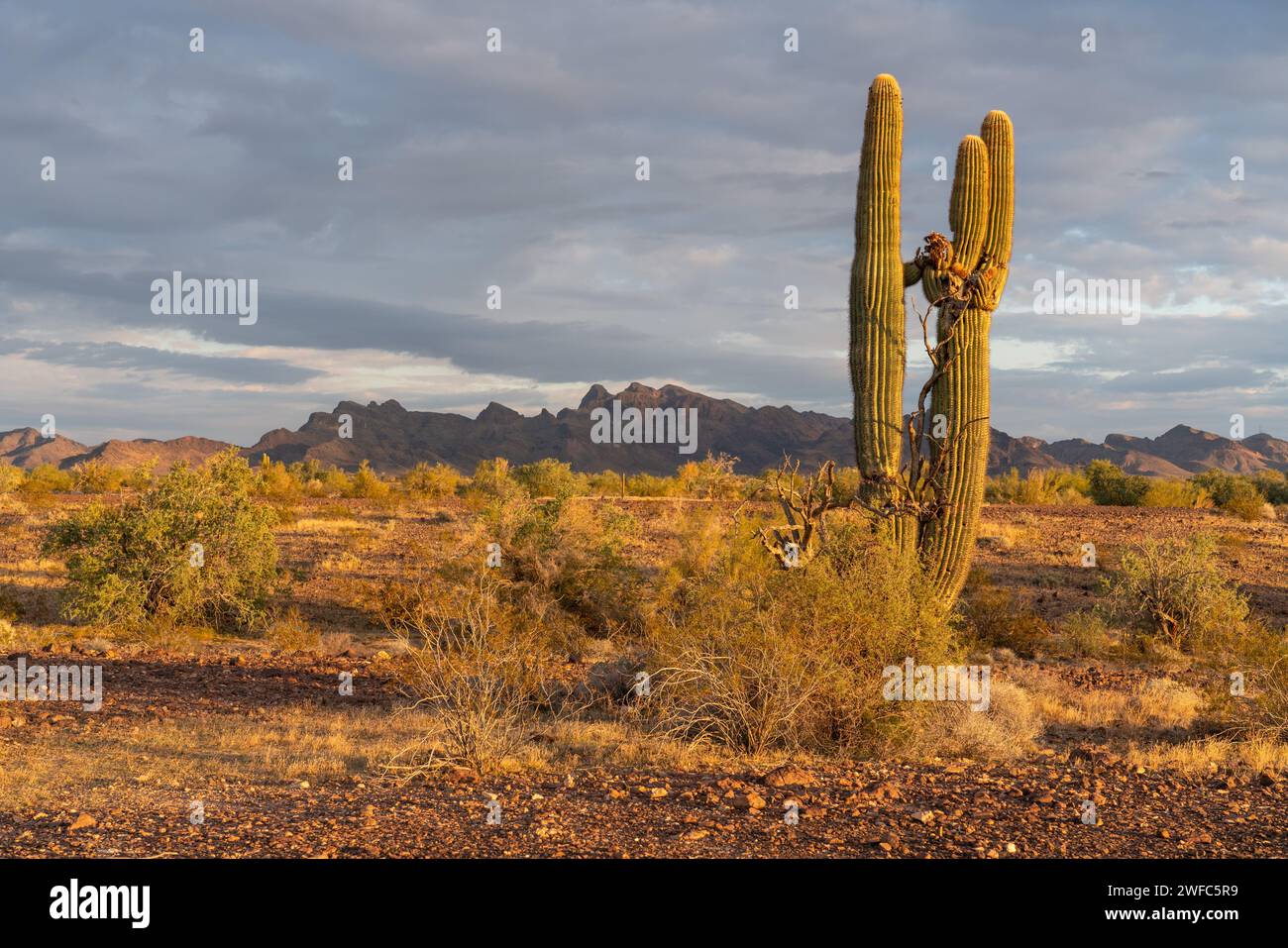 Un vecchio cactus saguaro, Carnegiea gigantea, nel deserto di Sonora vicino a Quartzsite, Arizona. Di fronte alle Plomosa Mountains nel deserto di Sonora nea Foto Stock