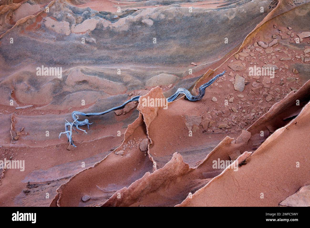 Pinne di arenaria molto sottili e fragili nelle formazioni di arenaria Navajo. South Coyote Buttes, Vermilion Cliffs National Monument, Arizona. Geologicamente, il Foto Stock