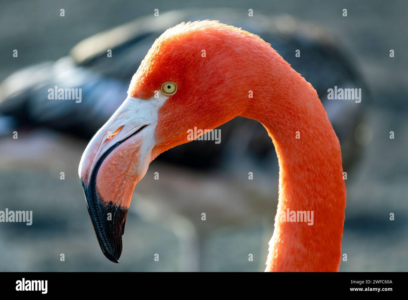 Un fenicottero con testa prominente e becco allungato in una vasta distesa Foto Stock