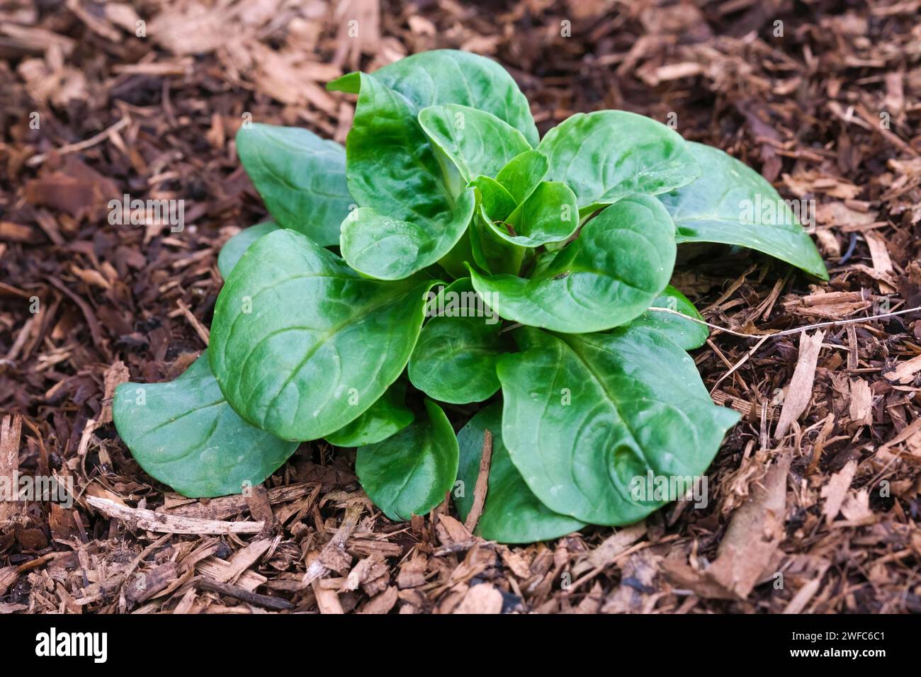 Lattuga di agnello, mache, insalata di mais comune, Valerianella locusta, primo piano di una pianta che cresce in un letto Foto Stock