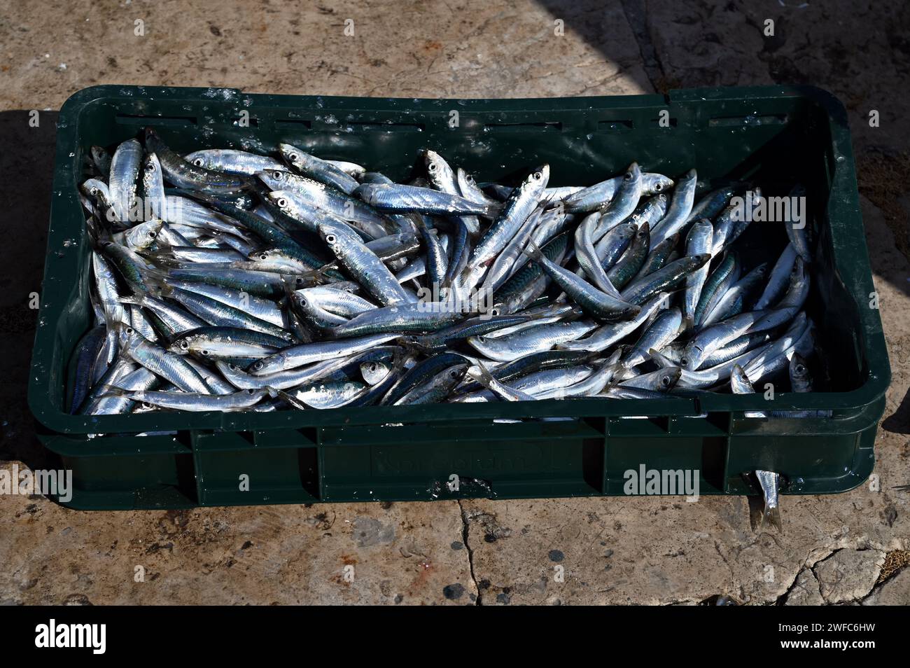 Una cassa di pesci di acciughe europee appena catturate (Engraulis encrasicolus), Croazia, Pola Foto Stock