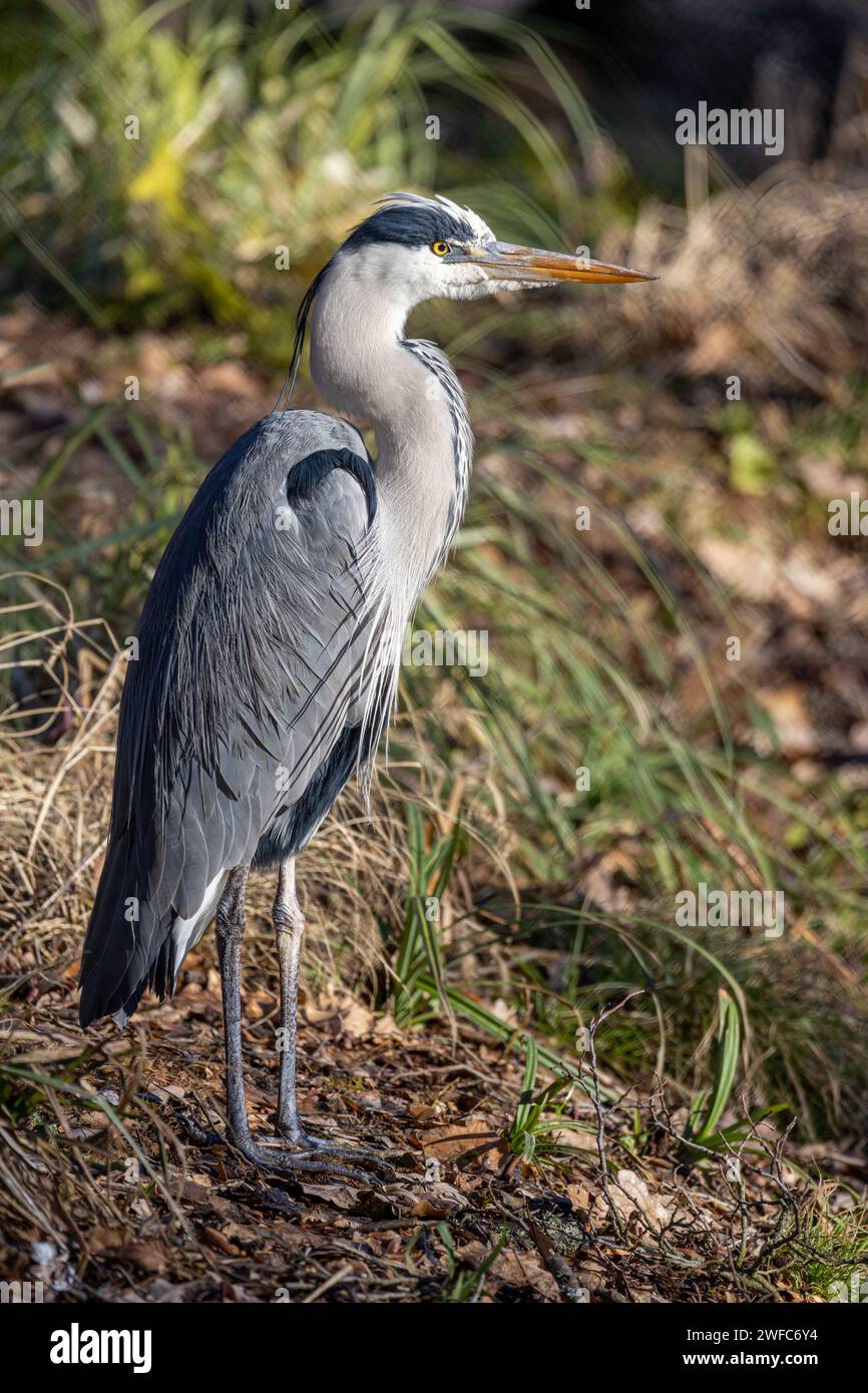 Gray Heron si trova sulla costa di un piccolo lago forestale Foto Stock