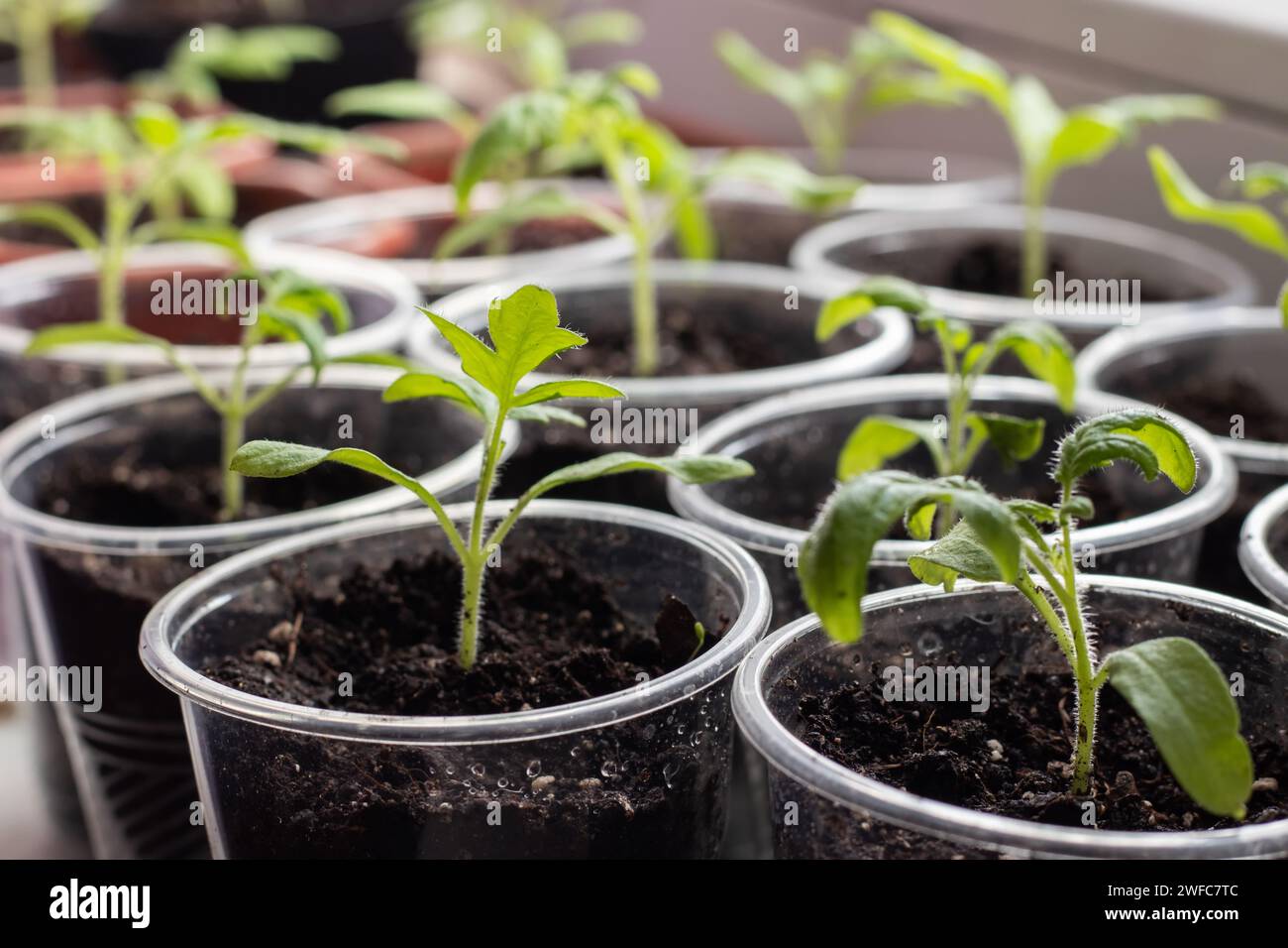 Piccole piantine di lattuga in vassoio di coltivazione, Foto Stock