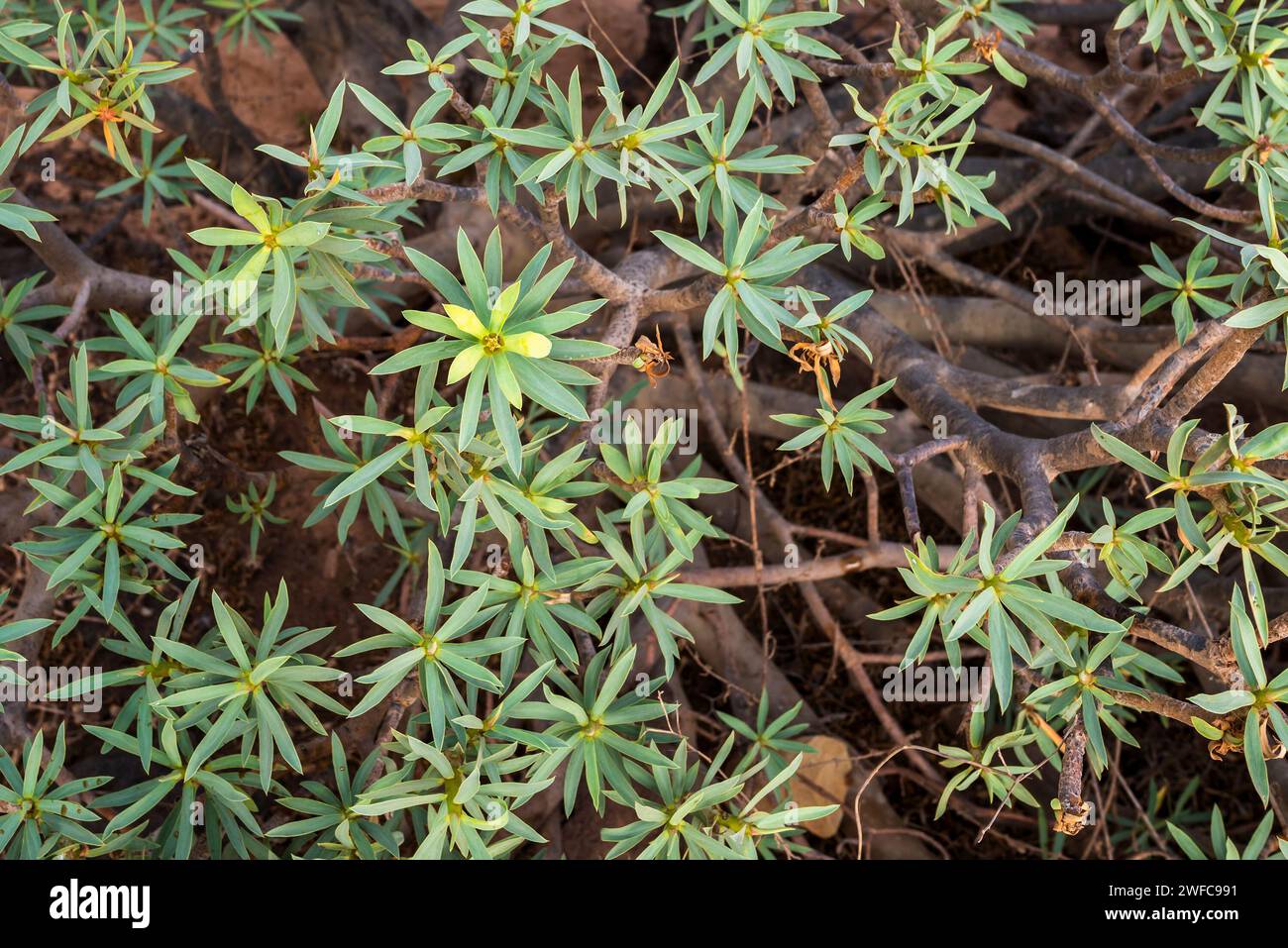 Euphorbia balsamifera (tabaiba dulce), uno degli arbusti più comuni nelle zone aride delle Isole Canarie, fiorito a gennaio, Palm Mar, Tenerife Foto Stock