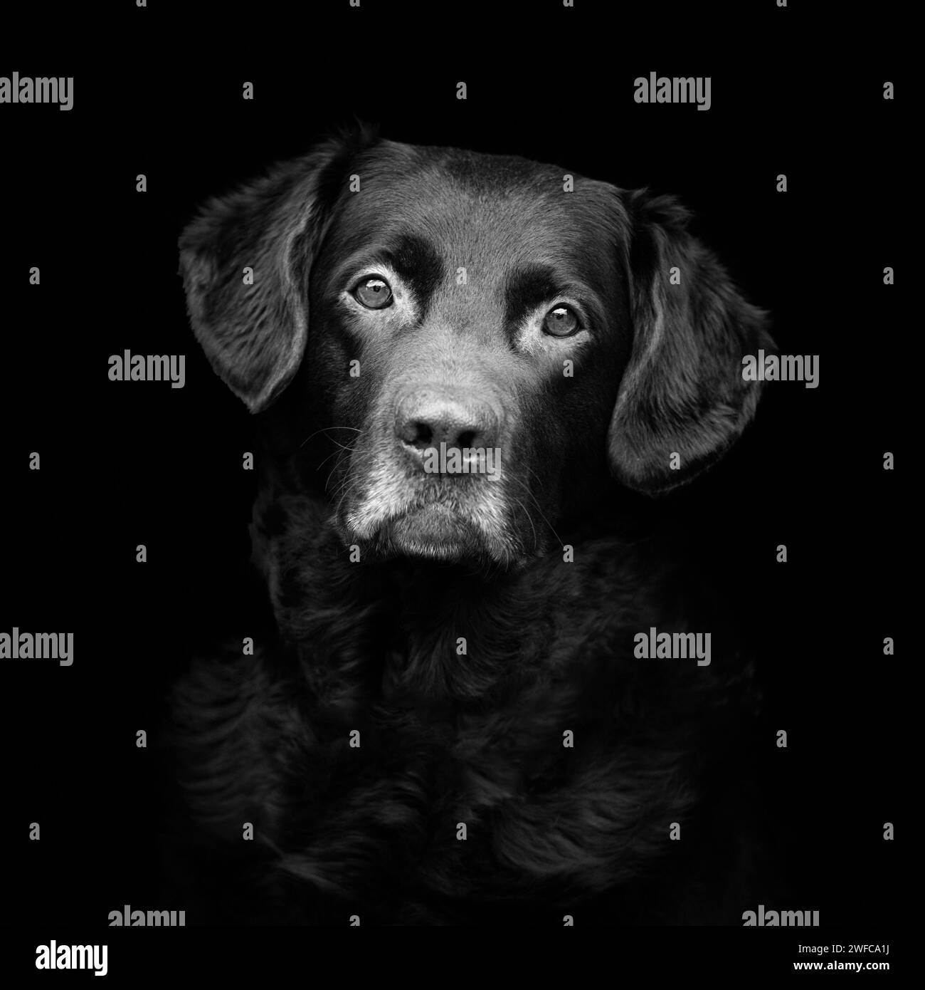 Ritratto di un cane labrador nero che fissa la fotocamera con uno sfondo nero Foto Stock
