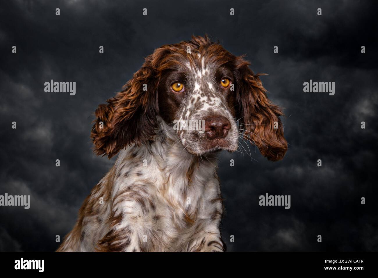 Fegato e spaniel rosa macchiato bianco che guardano la fotocamera da una posizione elevata con un cielo tempestoso e lungoso sullo sfondo, ora meravigliosa Foto Stock