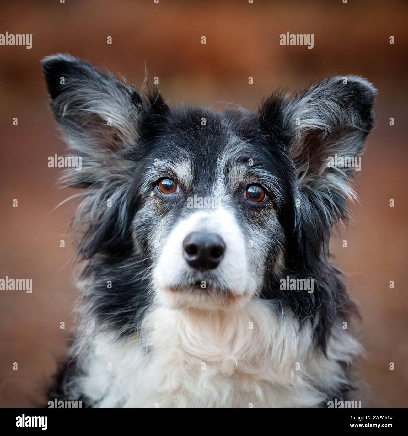 Ritratto di un collie di confine anziano che fissa la fotocamera Foto Stock