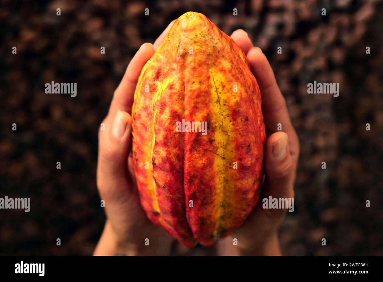 Fagioli di cacao utilizzati per preparare il cioccolato Foto Stock