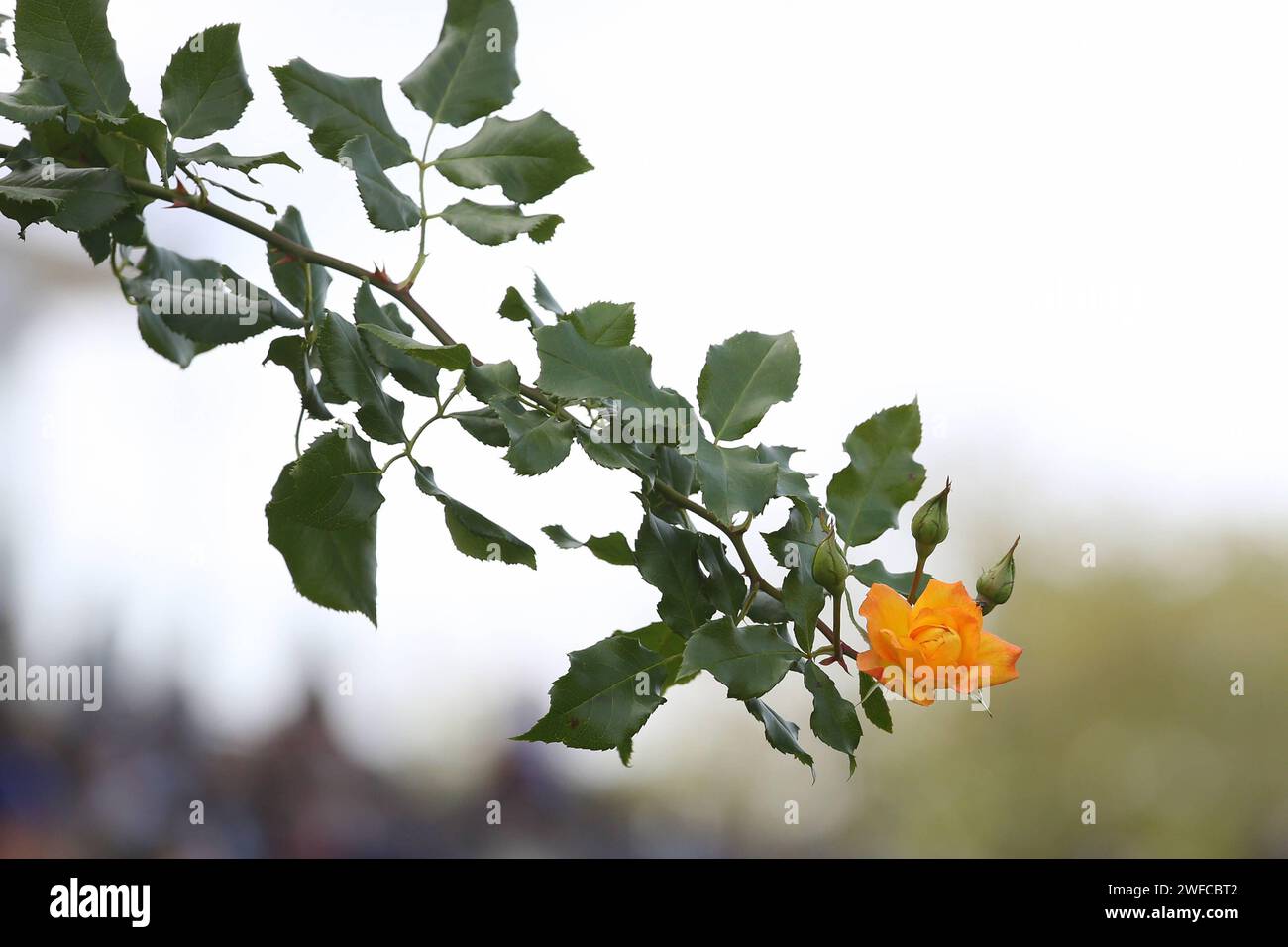 29.09.2023, Saint Cloud, Parigi, fra - Gelbe Rose. Aufgeblueht, aussen, Aussenaufnahme, bluehen, bluehend, Bluete, Bluetenstand, Blume, Botanik, botanisch, Europa, europaeisch, Flora, Frankreich, franzoesisch, Freisteller, gelb, Gewaechs, Jahreszeit, Natur, Niemand, Parigi, Pflanze, Pflanzenwelt, QF, Querformat, Rosaceae, Rose, Rosenbluete, Rosengewaechs, Saint Cloud, Sommer, Westeuropa, Zierblume, Zierpflanze 230929D836SAINT CLOUD.JPG *** 29 09 2023, Saint Cloud, Parigi, fra rosa gialla fiorita, esterno, esterno, esterno, fioritura, blossom stand, fiore, botanica, botanica, Europa, europeo, Foto Stock