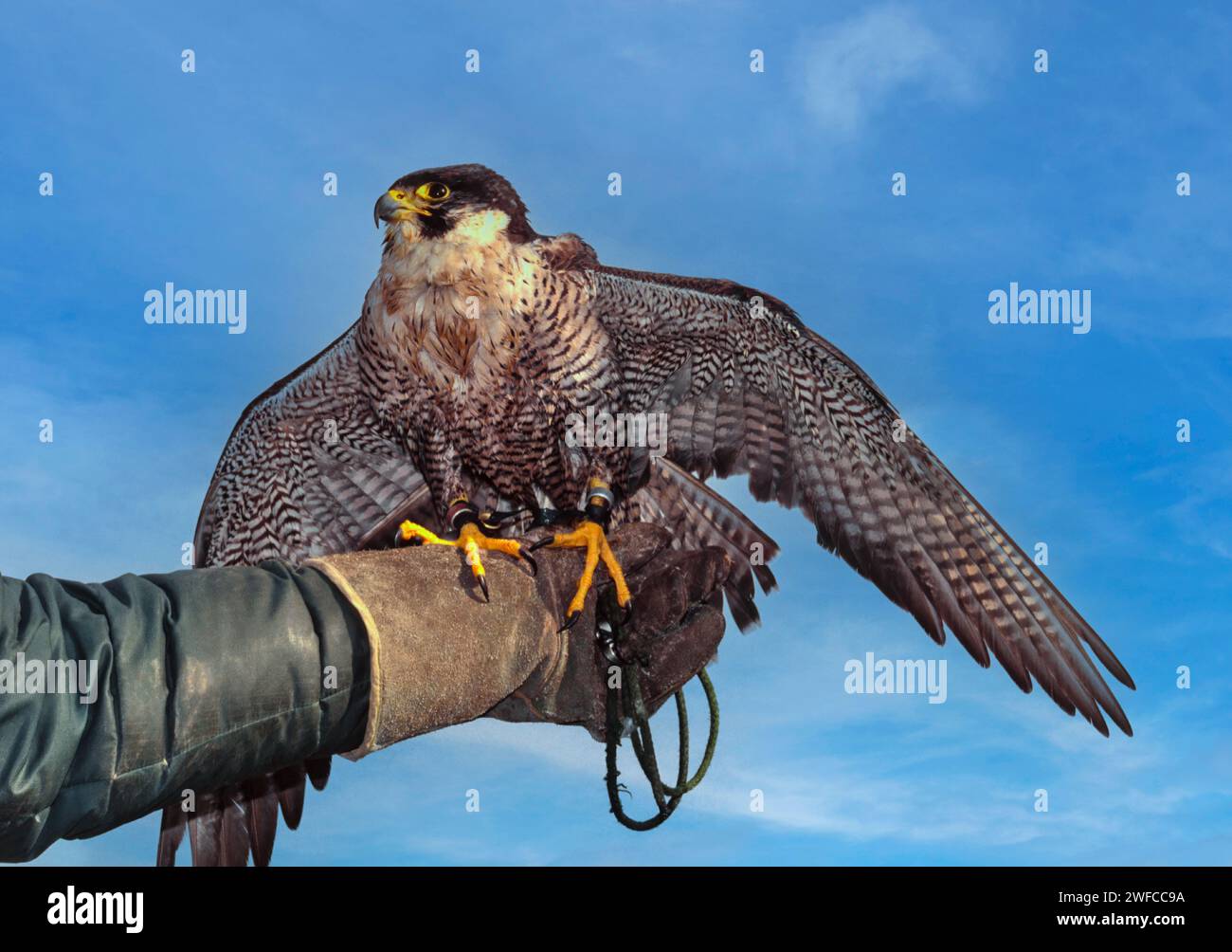 Falco peregrinus falco peregrinus su una mano dei falconieri Foto Stock