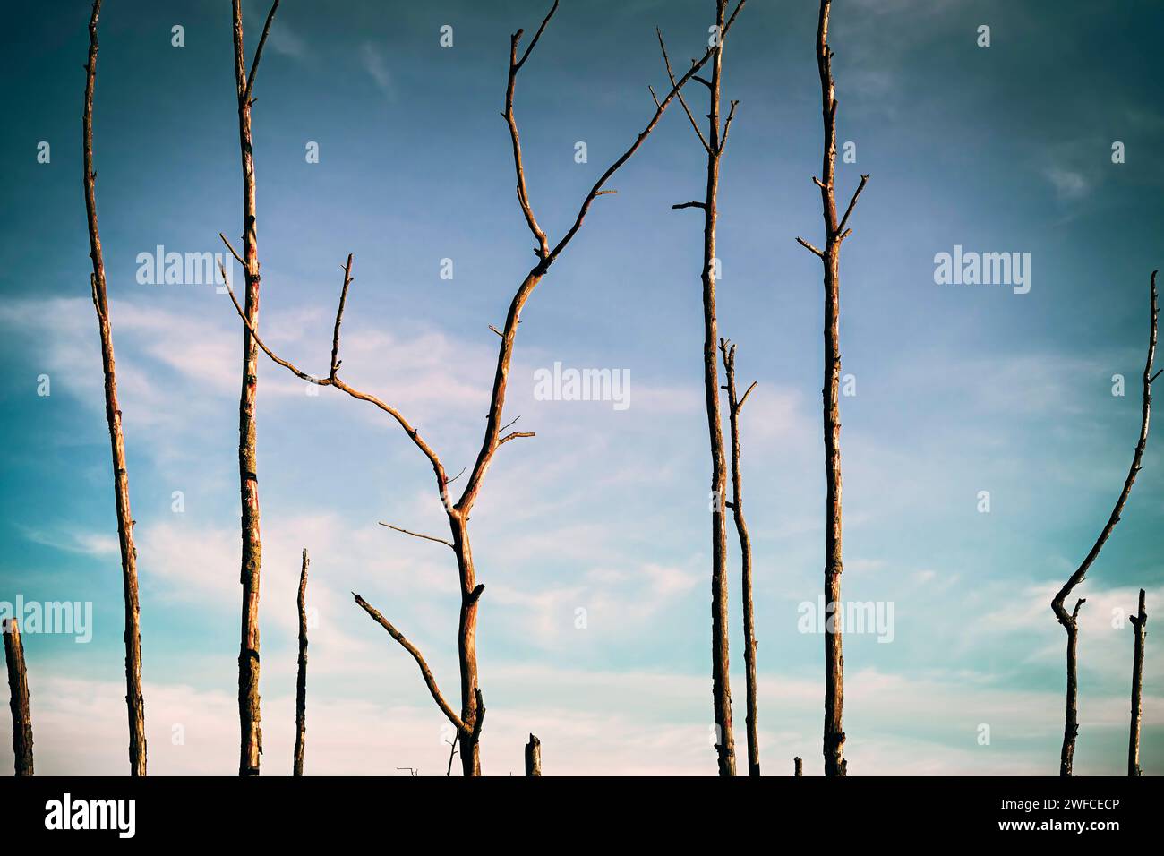 Abgestorbene Bäume in Kirchwerder, Amburgo, Deutschland *** Dead Trees in Kirchwerder, Amburgo, Germania Foto Stock