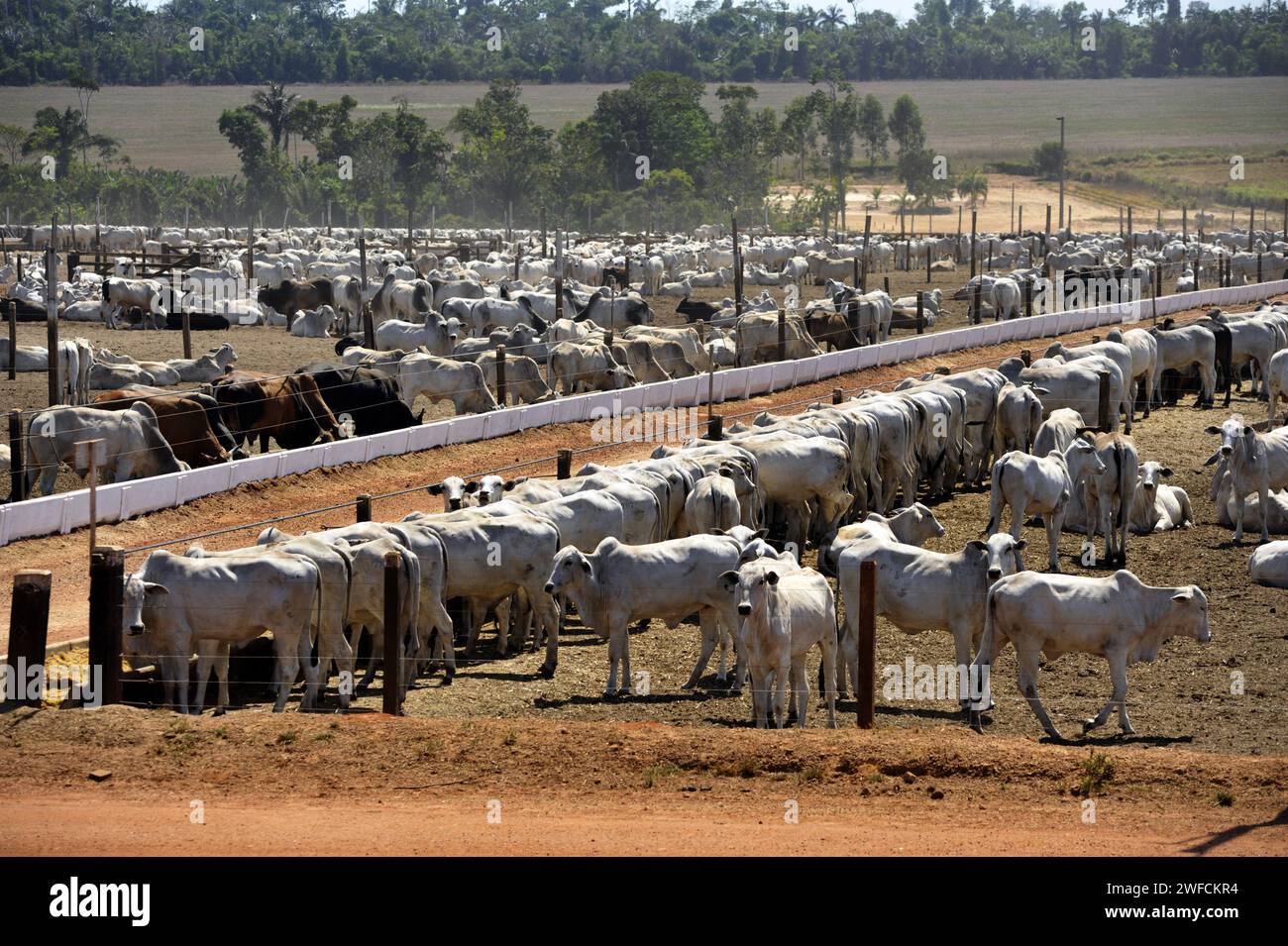 Allevamento di bestiame - Foto Stock