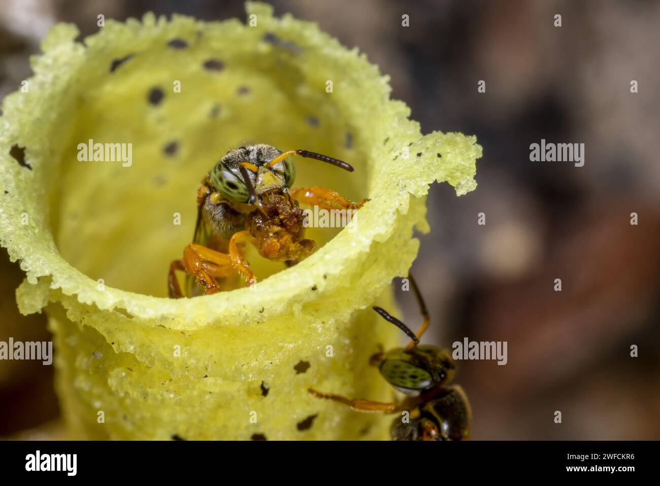 Dettaglio di api senza pungiglione Jataí - chiamato anche ape dorata, jataí giallo, jati e vera zanzara Foto Stock