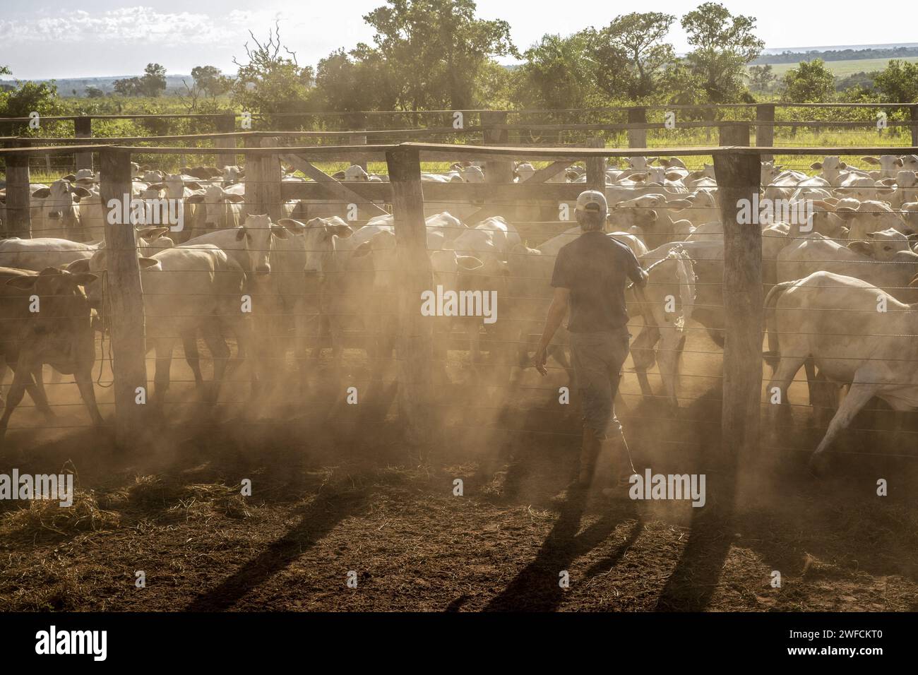 Cattleman in corral - sistema di gestione razionale del bestiame bovino - Foto Stock