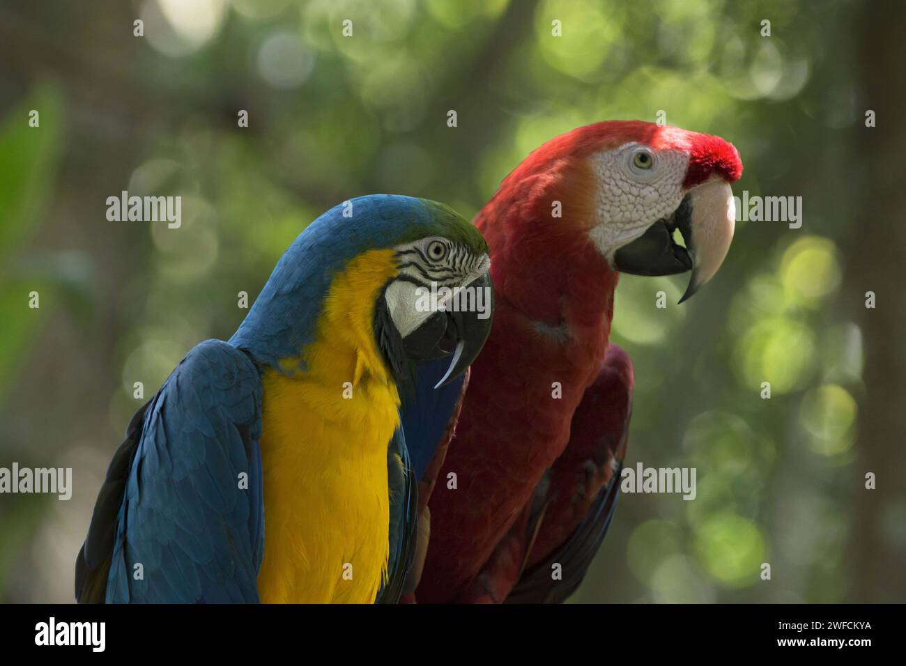 Canindé macaw e pappagallo rosso più grandi nel Parco degli uccelli - canindé di macaw chiamato anche canindé giallo con abbellimento di macaw, e macaw giallo ara-Arauna locale: Foz do Foto Stock