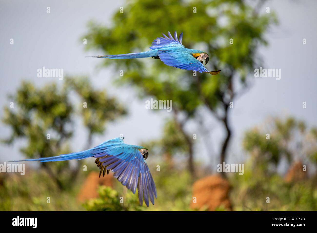 Coppia Canindé Macaw in volo al Parco Nazionale EMAS - Foto Stock