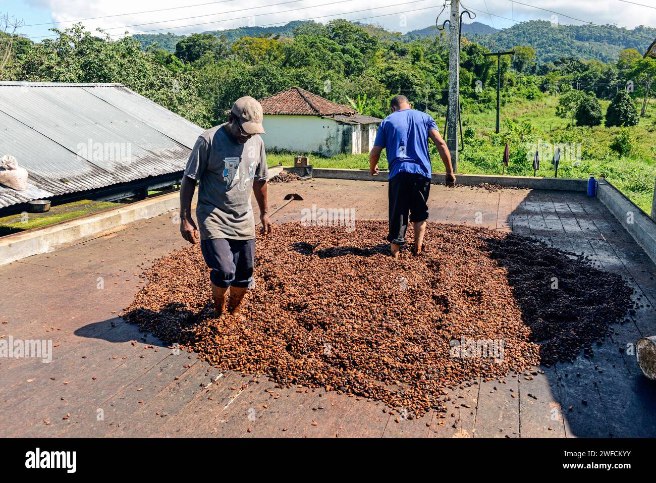 I lavoratori intervengono sui semi di cacao durante il processo di fermentazione - Cocoa Coast Foto Stock
