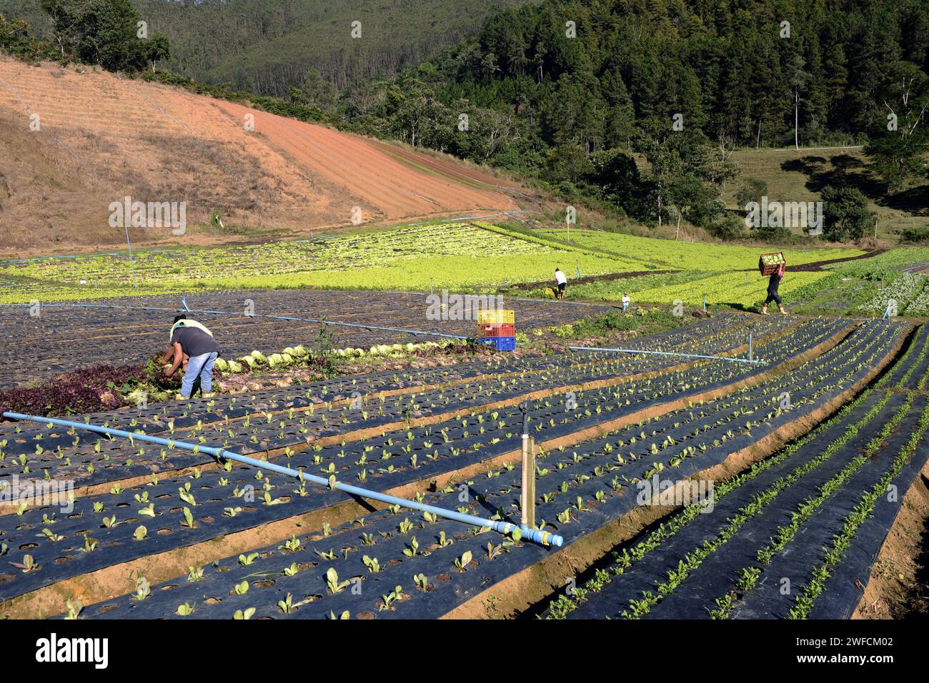 Piantagione di ortaggi - Agricoltura familiare - circuito agroturistico - Foto Stock