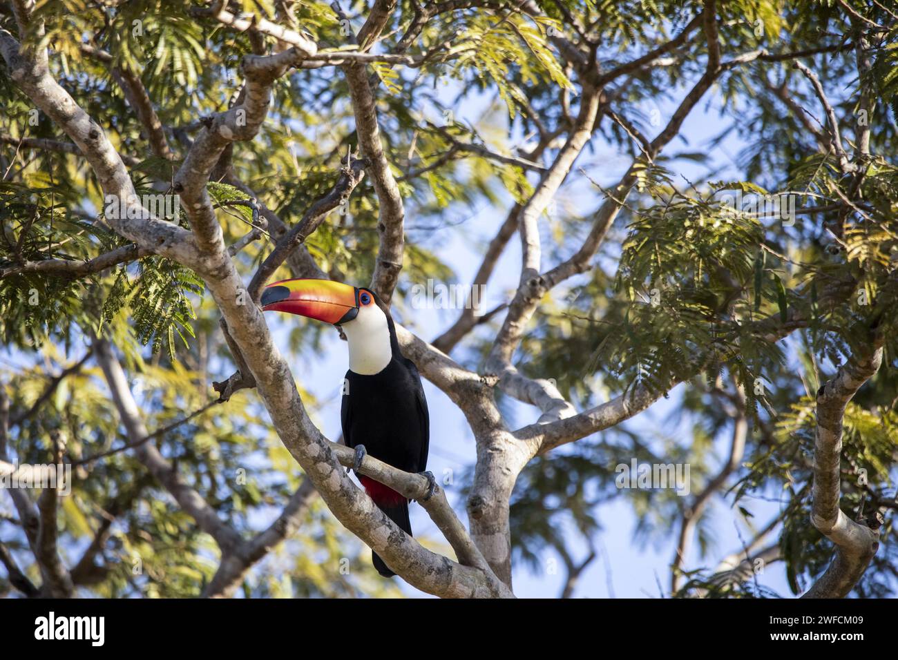 Toucan o toucan toucan appollaiato sul ramo - Foto Stock