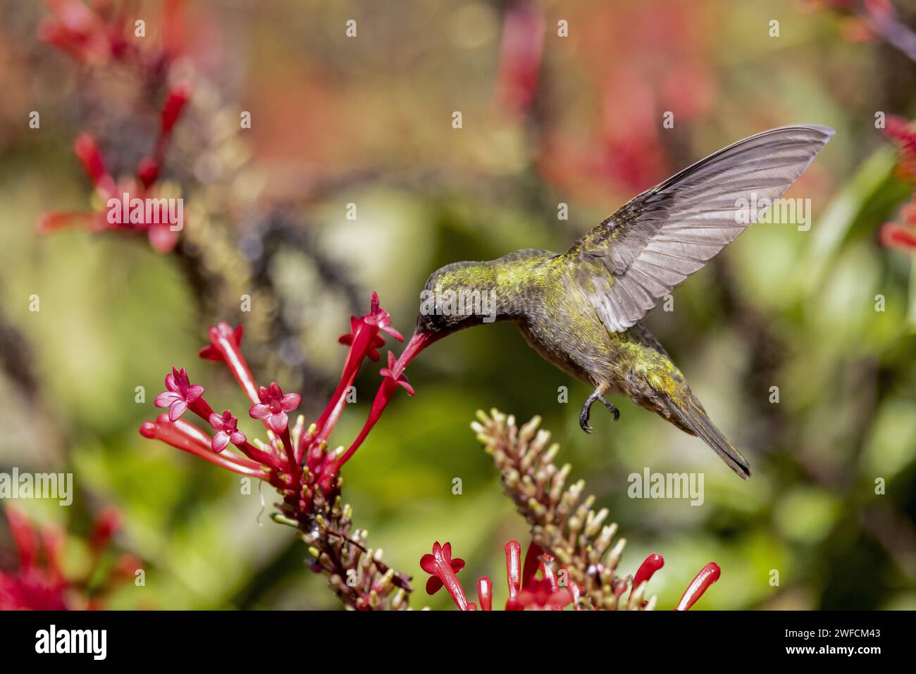 Dettaglio di un colibrì dorato che si nutre di nettare di fiori - Foto Stock
