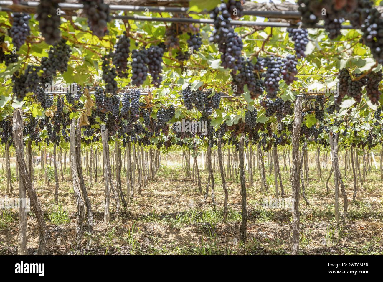 Vittoria impianto di uva nel progetto di irrigazione Nilo Coelho N8 - São Francisco Valley - Foto Stock