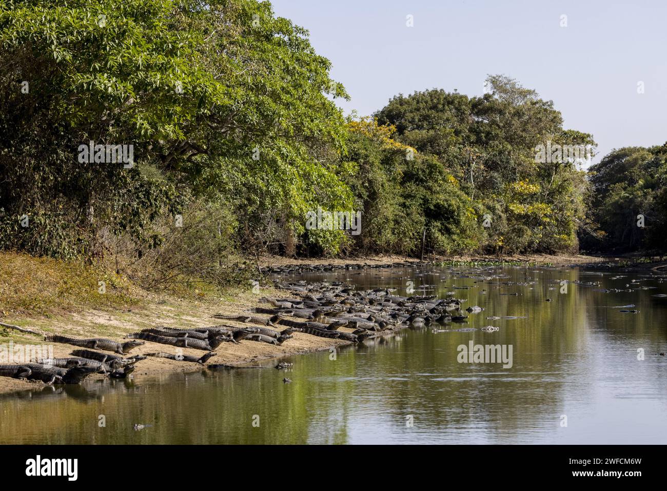 La siccità in un' area di ebb causa l' agglomerazione di alligatori in uno stagno nel Pantanal meridionale - Foto Stock
