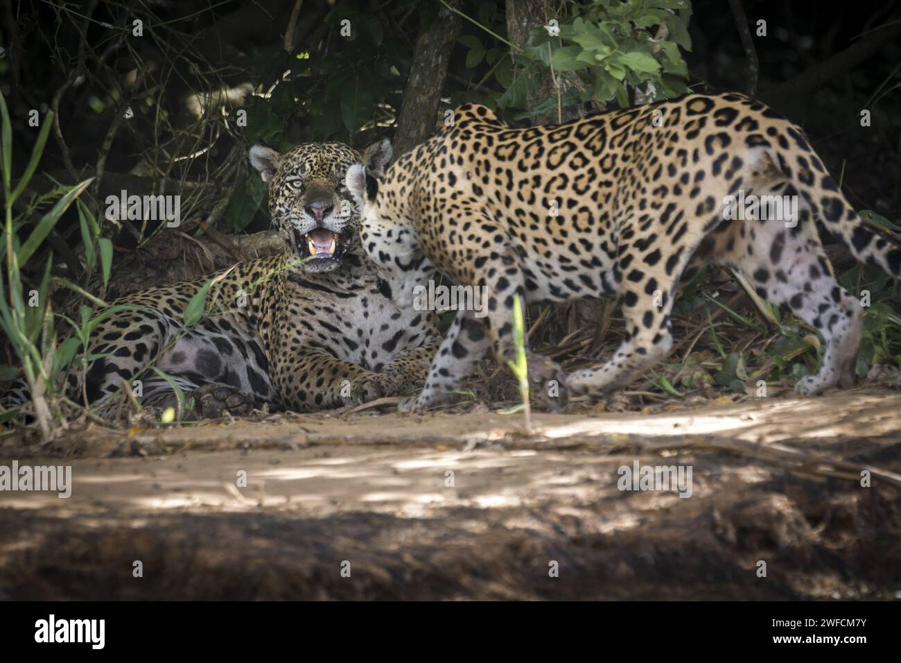 Giaguaro sulla riva del fiume Cuiabá - specie minacciate di estinzione - chiamato anche acanguque, canguque, giaguarapinima, jaguareté, jaguaretê e jaguaru Foto Stock