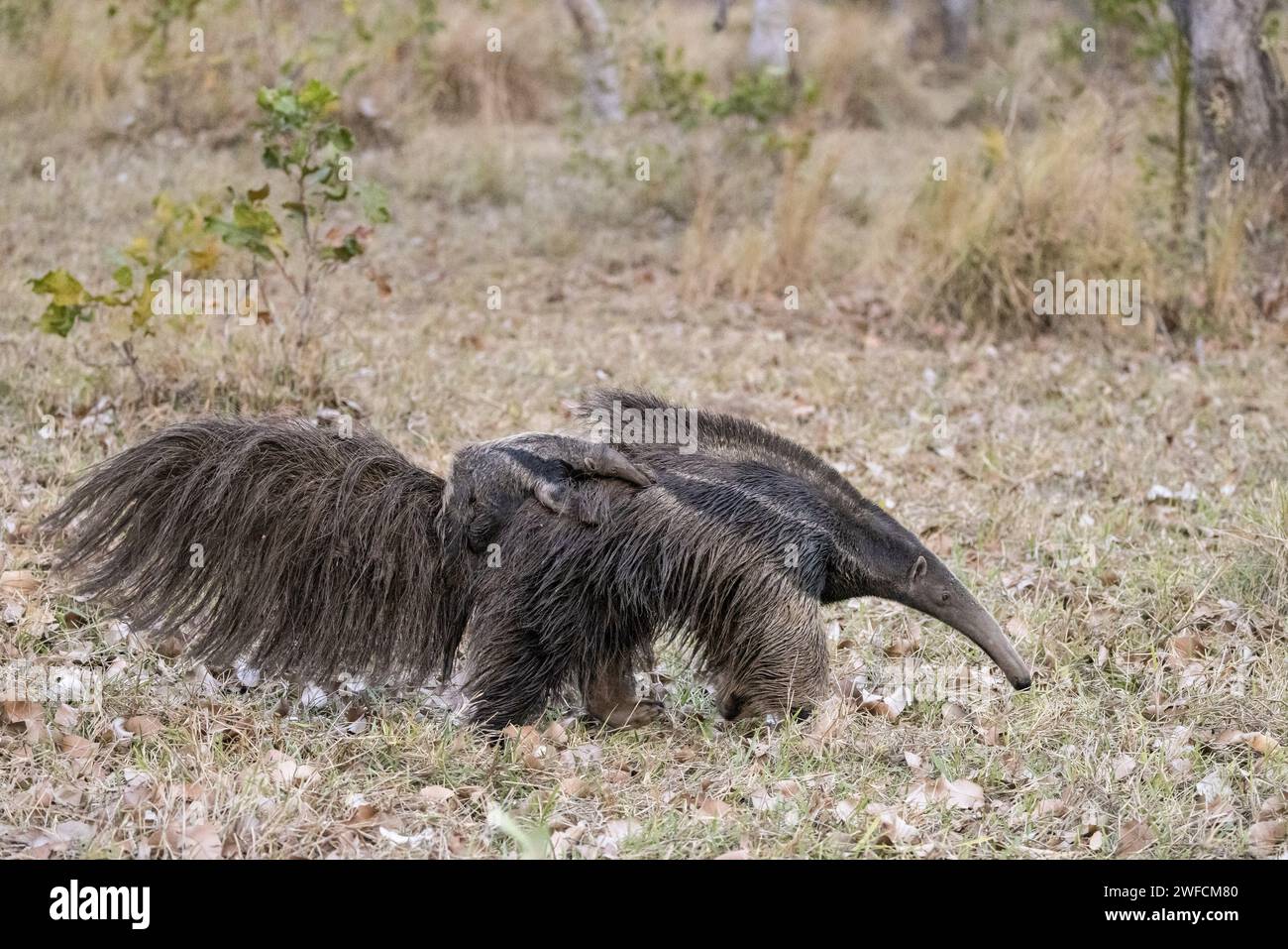 Formichiere gigante che trasporta cucciolo alla fine della stagione secca - Pantanal Sud - Foto Stock