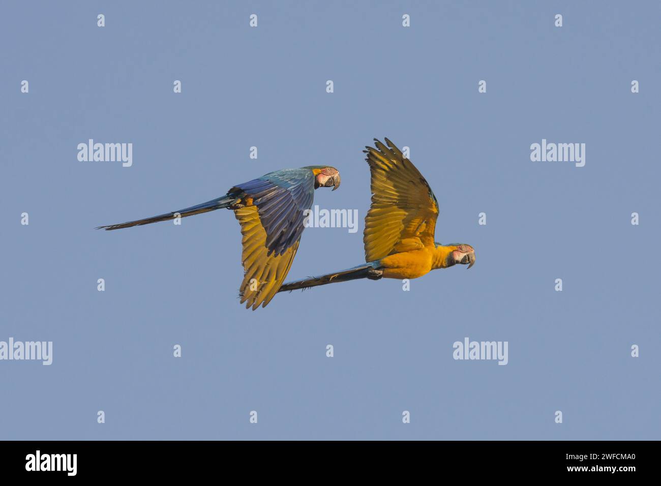 Araras-canindé in volo nel Parco Nazionale EMAS - Foto Stock
