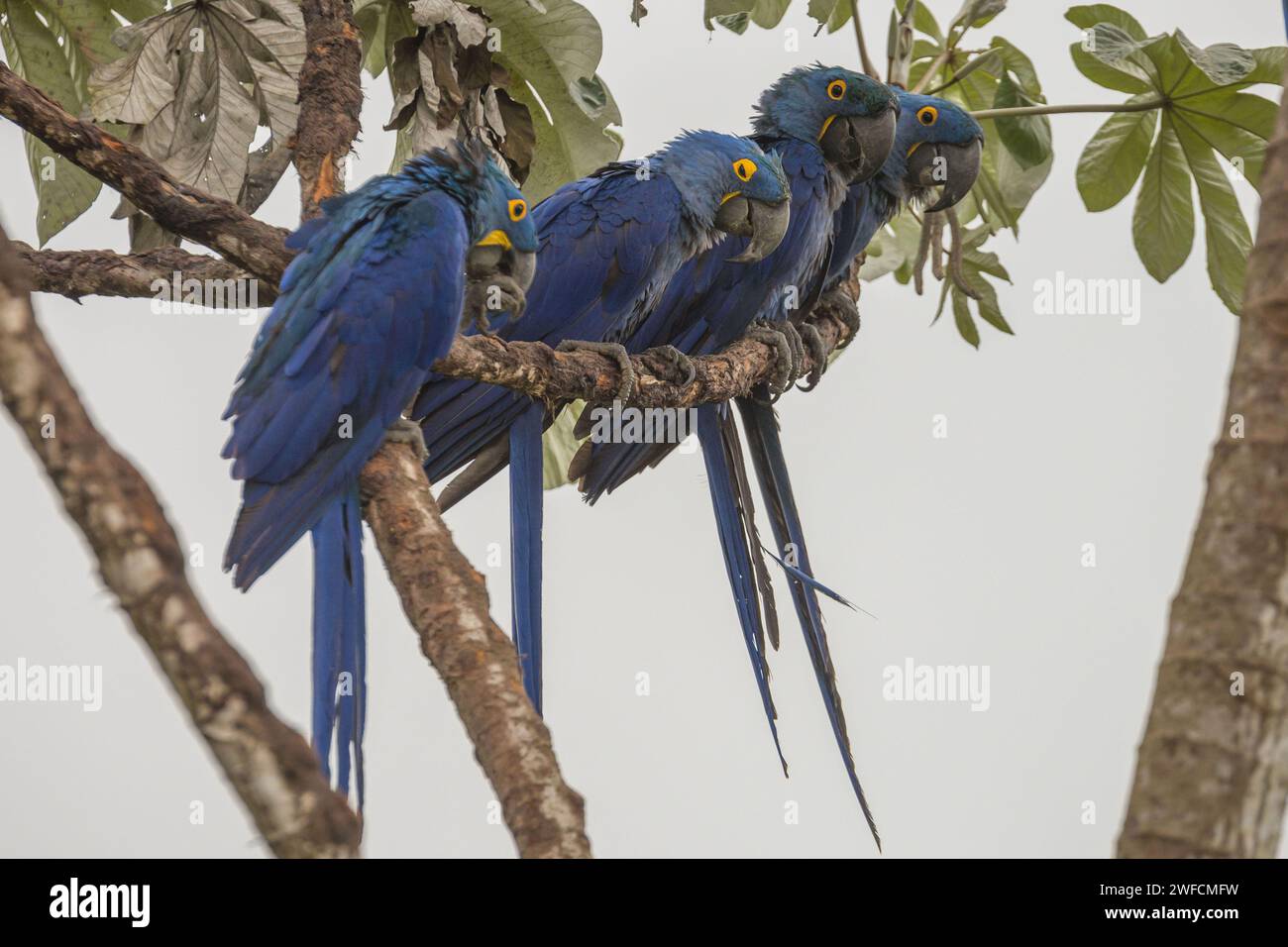 Arara-azul-grande - Pantanal do Abobral - Foto Stock