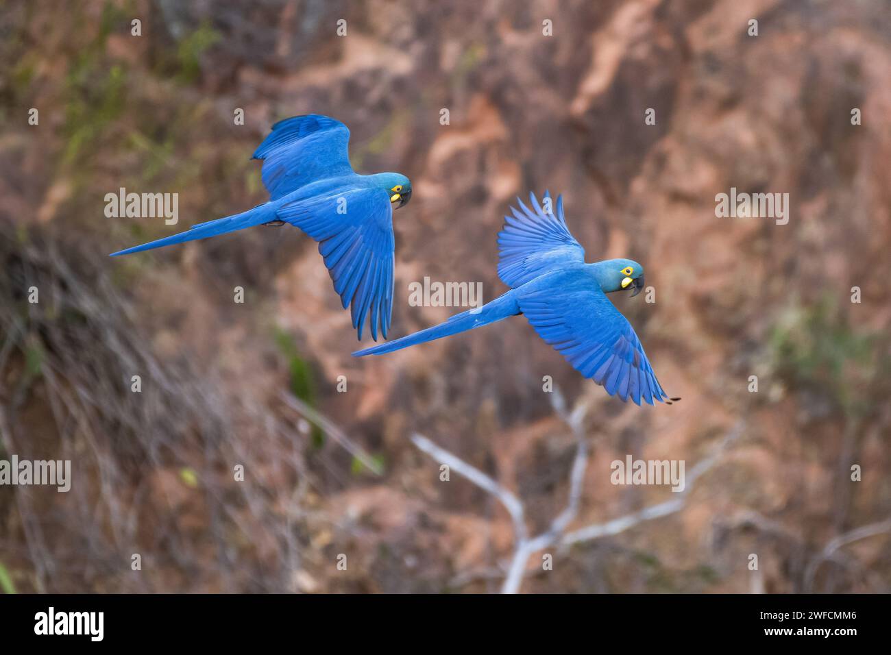 Coppia di Lear&#39;S Macaw Flying - noto anche come Macaw e Lesser Macaw - specie a rischio critico - Canudos Biological Station - Raso da Catarina Foto Stock