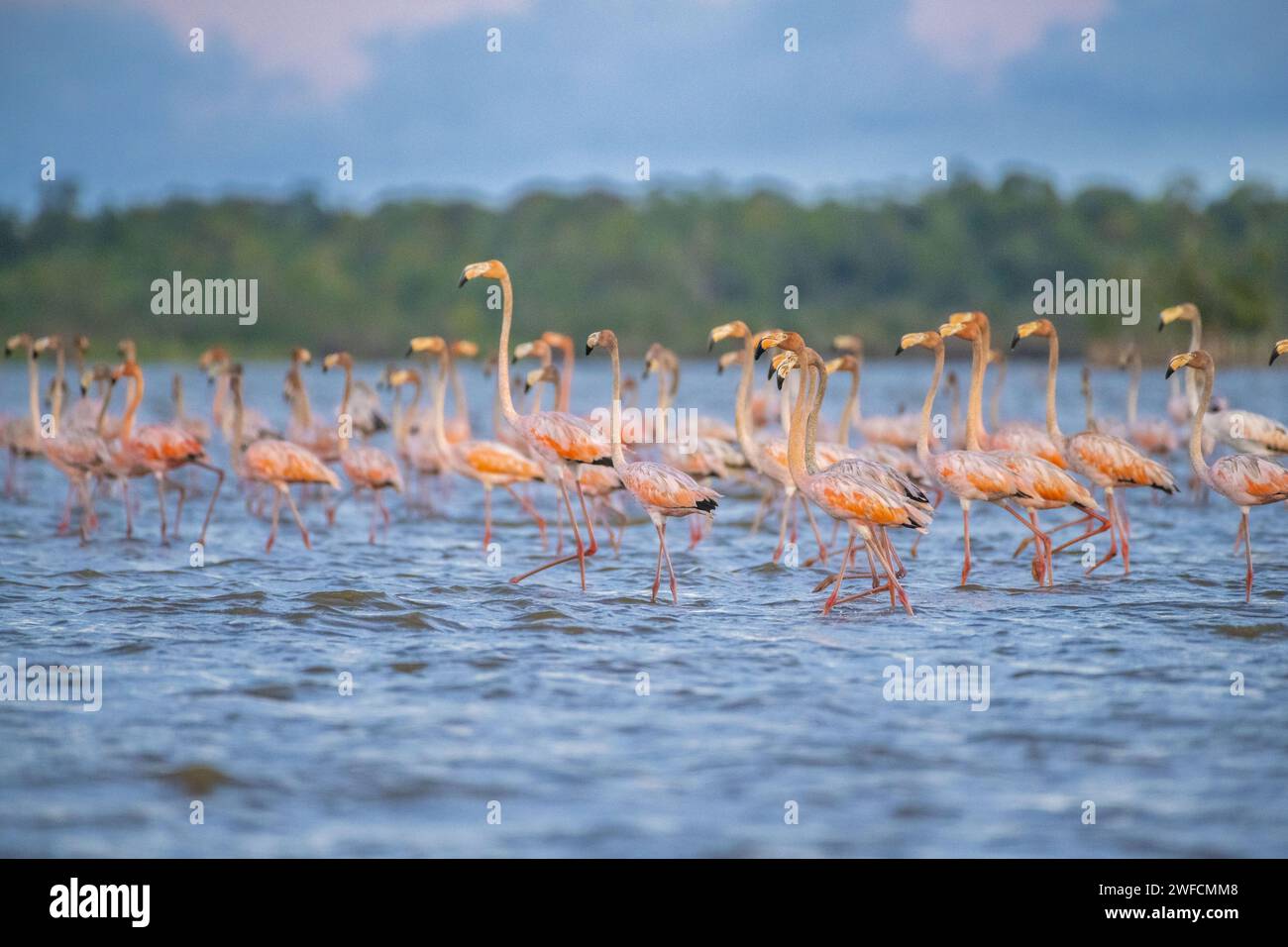 Flamingo - Bonome Lake - conosciuto anche come flamingo e flamingo grande Foto Stock