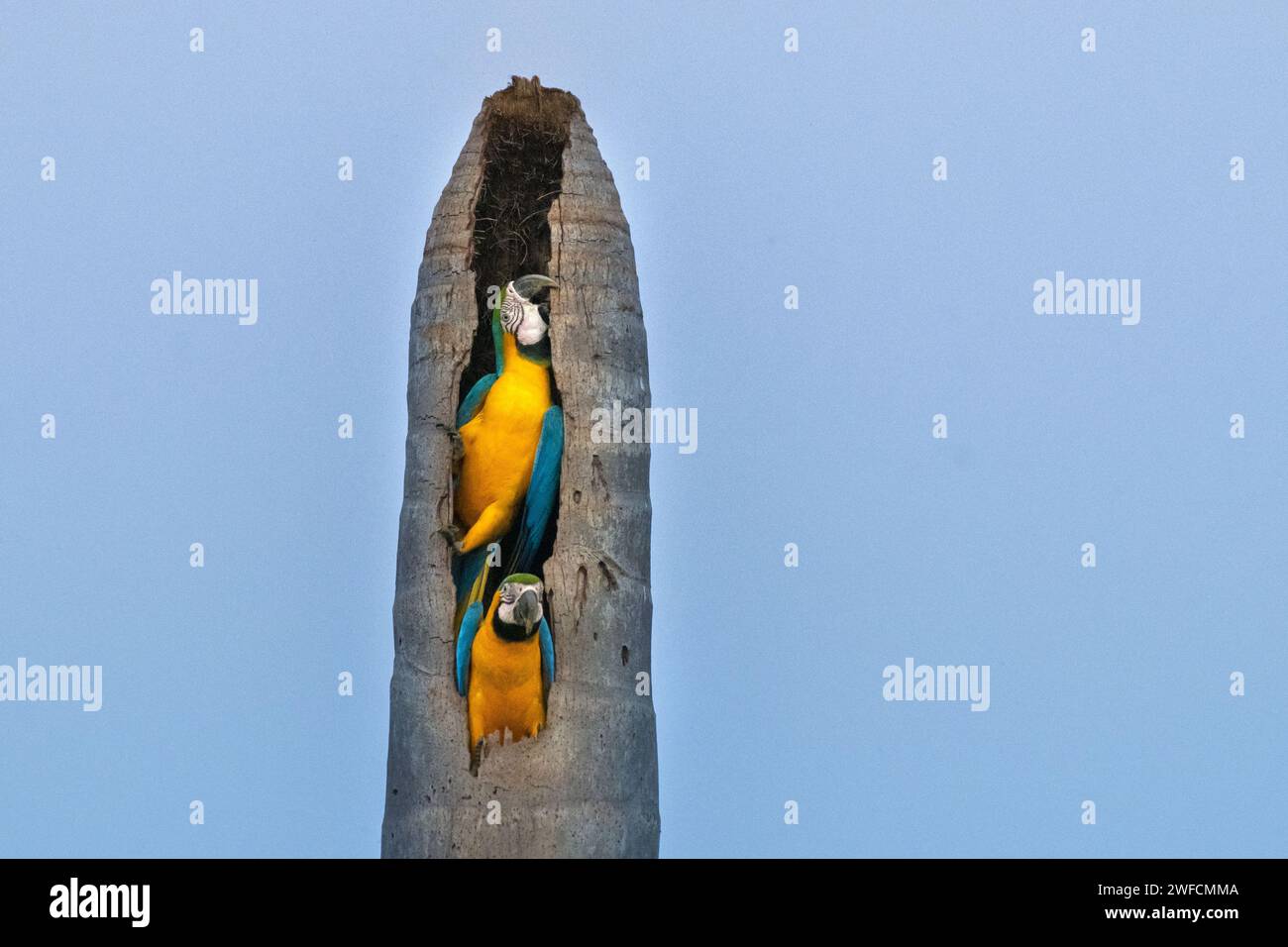 Il canarino nidifica sul tronco asciutto di palma buriti - Lagoa das Araras - distretto di Bom Jardim - chiamato anche macaw con abbellimento giallo, macaw giallo e arauna Foto Stock