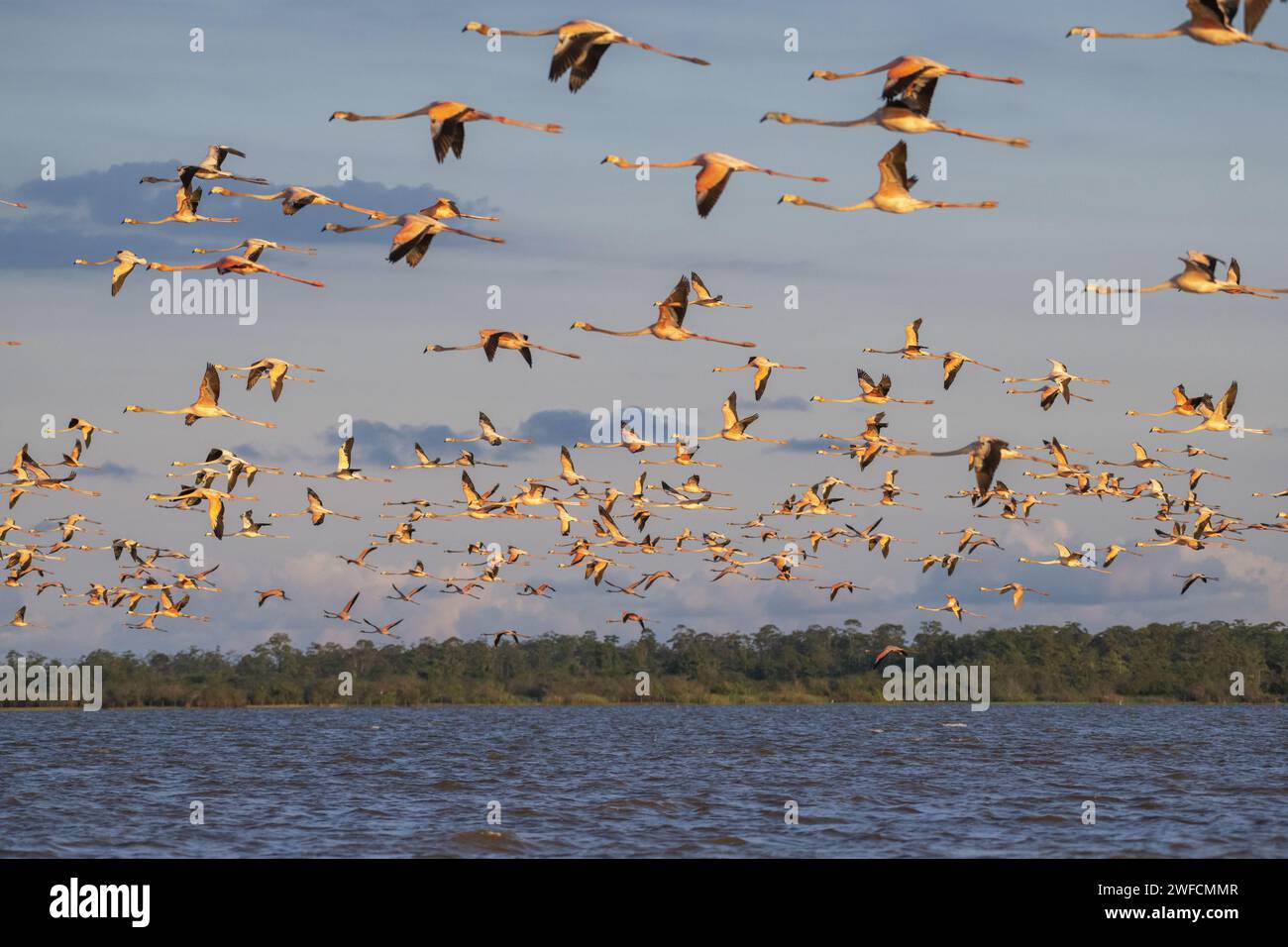 Flock di fenicotteri - Lago Bonome - conosciuto anche come flamingo e flamingo grande Foto Stock