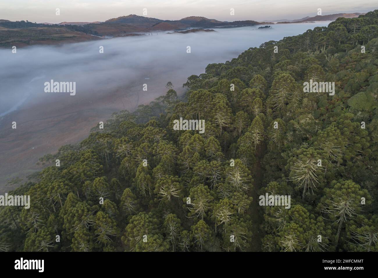 Vista droni della foresta di araucaria e nebbia all'alba - campi dalla cima della catena montuosa - regione montuosa di Santa Catarina - foresta ombrofila mista Foto Stock