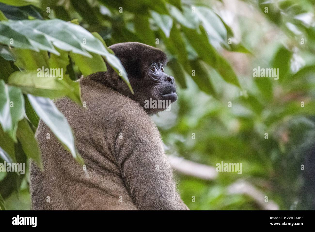 Scimmia lanosa - Foto Stock