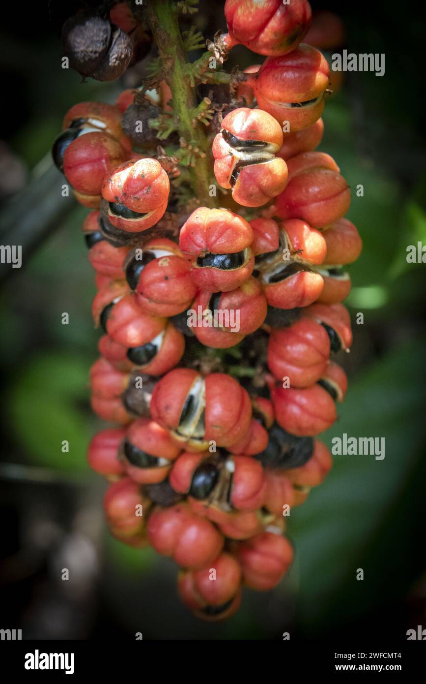 Particolare di mazzo di guarana con frutta - insediamento Juma - FLONA Jatuarana National Forest - Foto Stock