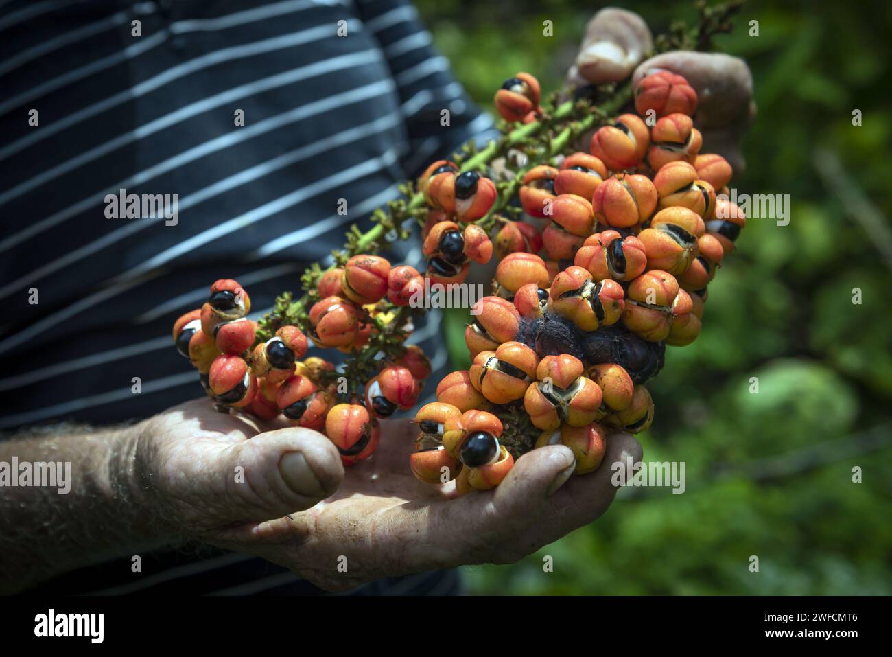 Produttore rurale detiene guaraná mazzo con frutta - Juma Settlement - Foto Stock