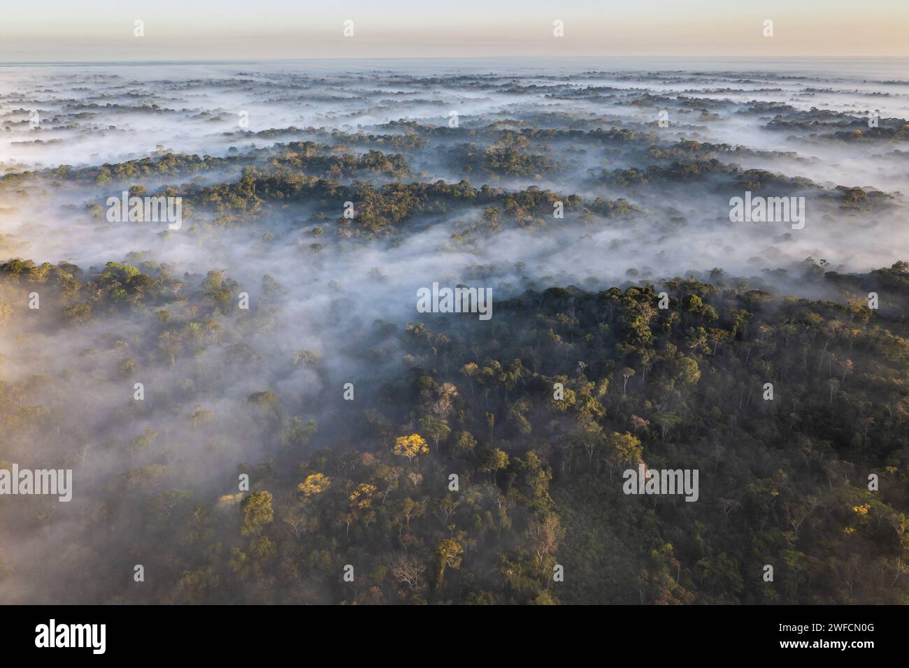 Vista droni della foresta pluviale amazzonica nella terra indigena di Kampa del fiume Amonea Foto Stock