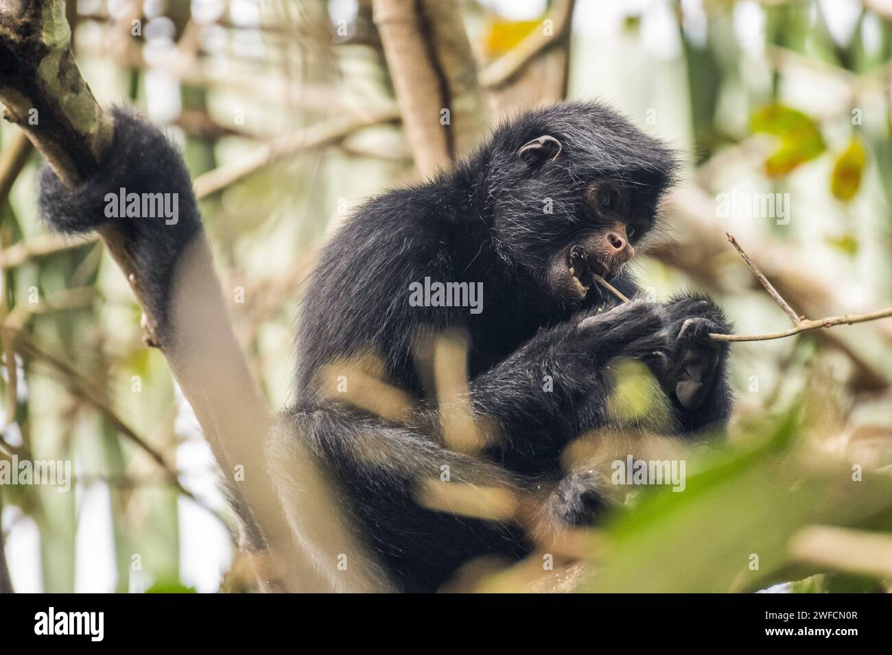 Scimmia ragno nella foresta pluviale amazzonica Foto Stock