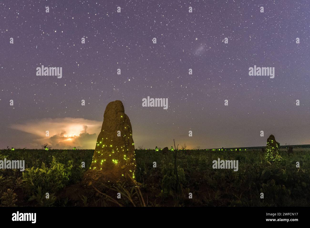 Cielo stellato e bioluminescenza nei tumuli di termite nel Parco Nazionale EMAS al crepuscolo - Foto Stock