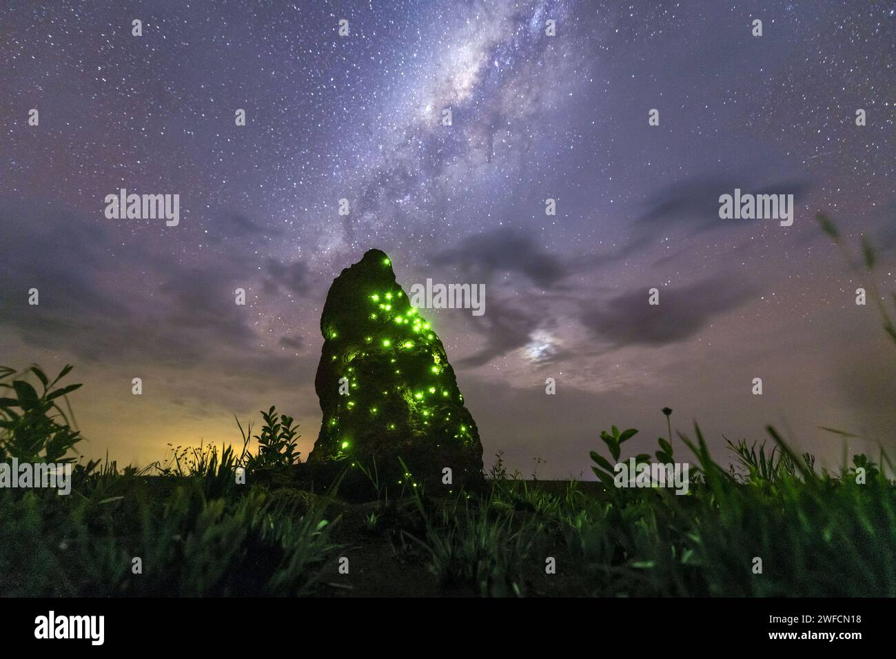 Via Lattea e termite tumulo bioluminescenza nel Parco Nazionale EMAS al crepuscolo - Foto Stock