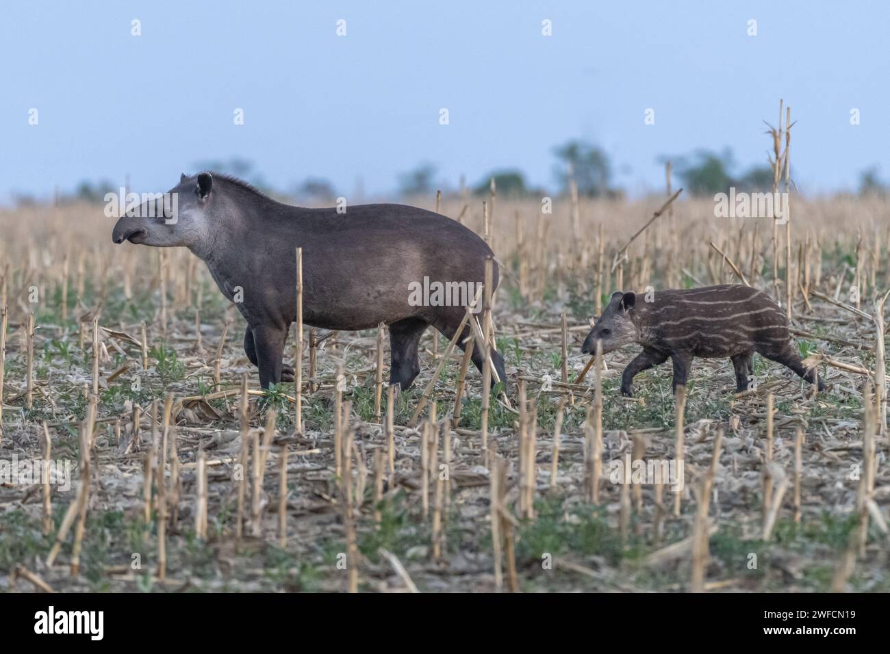 Tapir con cucciolo - intorno al Parco Nazionale EMAS Foto Stock